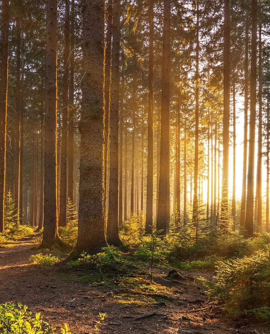 خشب طبيعي عالي الجودة - رحلة الخشب من الشجرة إلى المنتج